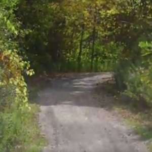 memory tree planting in Caledon and Orangeville forest